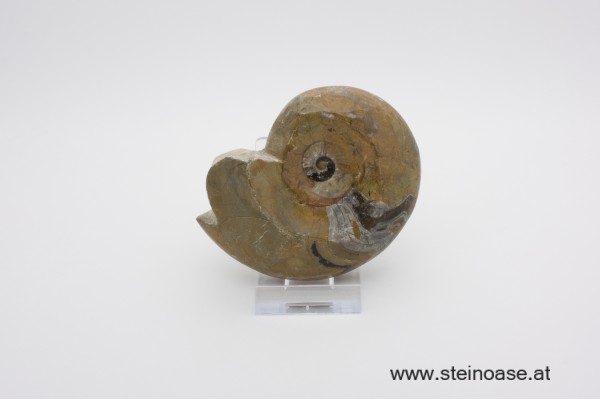 Ammonite  poliert